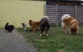 rudel (22)